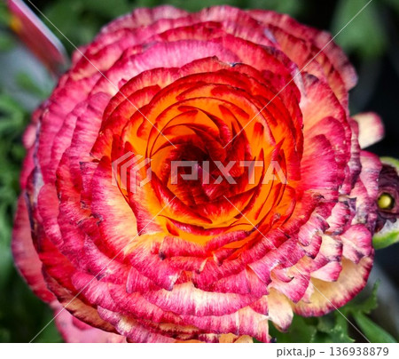 ラナンキュラス 136938879