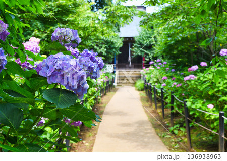 本土寺　美しいあじさい（千葉県松戸市） 136938963