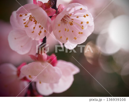 春の花 ピンクの梅の花 春の花 ピンクの梅の花 136939108