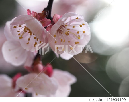 春の花 ピンクの梅の花 春の花 ピンクの梅の花 136939109