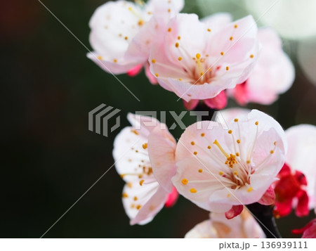 春の花　ピンクの梅の花 136939111