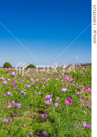 袋井市のメロン公園のコスモス畑の風景(静岡県) 136939125