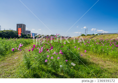 袋井市のメロン公園のコスモス畑の風景(静岡県) 袋井市のメロン公園のコスモス畑の風景(静岡県) 136939172