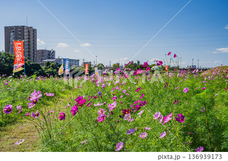 袋井市のメロン公園のコスモス畑の風景(静岡県) 袋井市のメロン公園のコスモス畑の風景(静岡県) 136939173