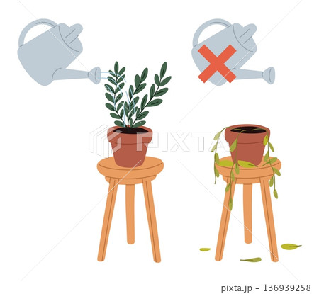 Green houseplant watered and plant that has dried up without water. Caring of ficus in flowerpot. Watering can. Flower cultivation mistake. Succulent growing failure. Vector concept 136939258