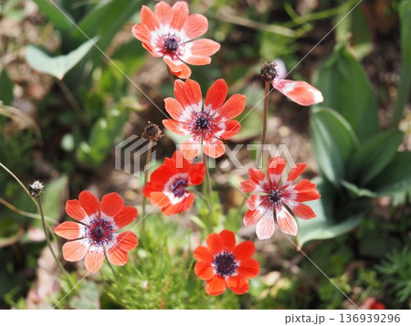 春の花 アネモネ 春の花 アネモネ 136939296