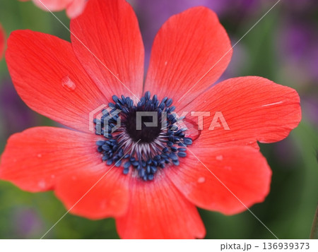 春の花　赤いアネモネの花 136939373