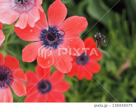 春の花　赤いアネモネの花 136939375