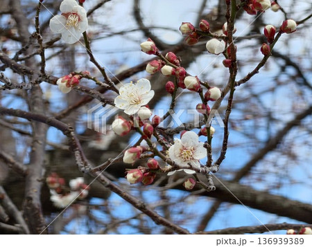 咲き始めた白い梅の花 咲き始めた白い梅の花 136939389