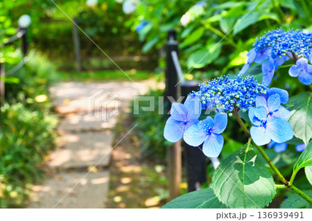本土寺 美しいあじさい(千葉県松戸市) 本土寺 美しいあじさい(千葉県松戸市) 136939491