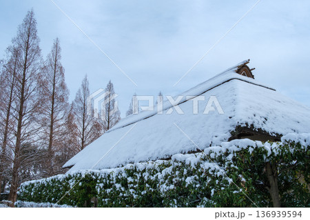メタセコイアの雪景色 136939594