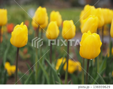 黄色いチューリップ ヤンバンネス 黄色いチューリップ ヤンバンネス 136939629