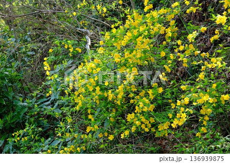山斜面に咲く黄色いヤマブキの花　【相模原市津久井　4月】 136939875