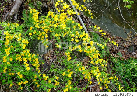 崖に咲くヤマブキの花 【相模原市津久井 4月】 崖に咲くヤマブキの花 【相模原市津久井 4月】 136939876