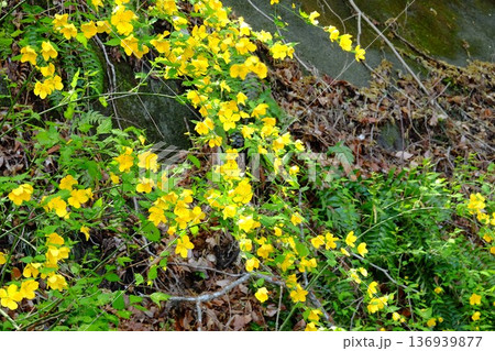 崖に咲く山吹の黄色い花 【相模原市津久井 4月】 崖に咲く山吹の黄色い花 【相模原市津久井 4月】 136939877