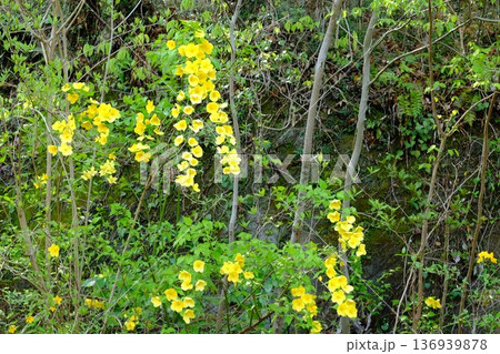 崖に咲く山吹の花　【相模原市津久井　4月】 136939878