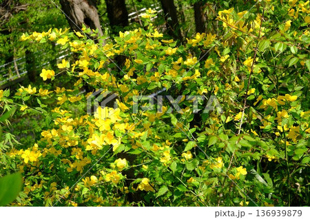 古木と黄色い山吹の花　【相模原市津久井　4月】 136939879