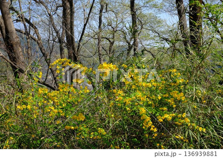 ヤマブキの花咲く雑木林　【相模原市津久井　4月】 136939881