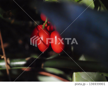 木洩れ日を浴びたアオキの赤い実のクローズアップ（熟した実をつけた青木） 136939901