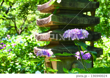 本土寺　美しいあじさい（千葉県松戸市） 136940024