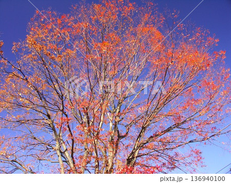 紅葉の葉を残す秋の朝の公園の欅と青空 136940100