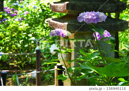 本土寺　美しいあじさい（千葉県松戸市） 136940118