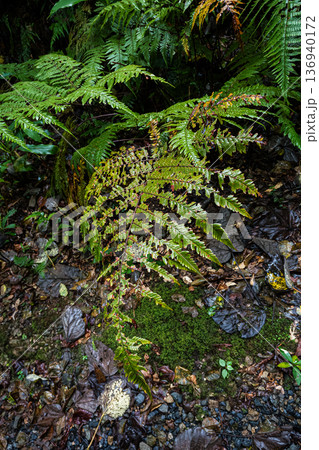 鹿児島県奄美大島金作原原生林時の葉音 鹿児島県奄美大島金作原原生林時の葉音 136940172