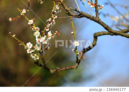 神社に咲く梅の花 神社に咲く梅の花 136940177