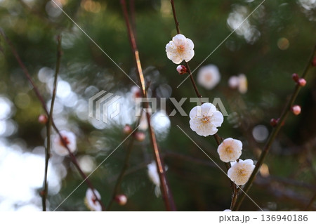 神社に咲く梅の花 136940186