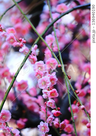 神社に咲く梅の花 136940190