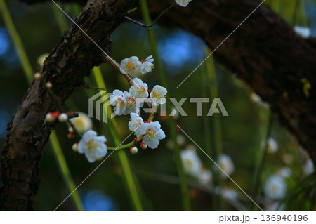 神社に咲く梅の花 136940196