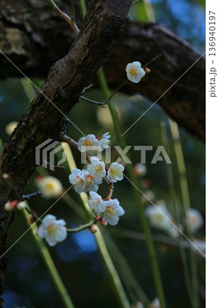 神社に咲く梅の花 神社に咲く梅の花 136940197