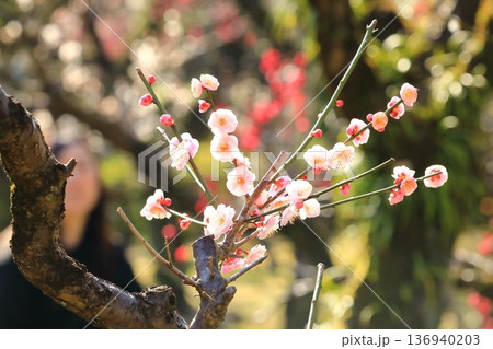 神社に咲く梅の花 神社に咲く梅の花 136940203
