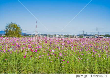磐田市の向笠のコスモス畑の風景(静岡県) 136940224