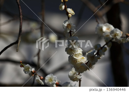 神社に咲く梅の花 神社に咲く梅の花 136940446