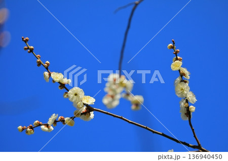 神社に咲く梅の花 神社に咲く梅の花 136940450