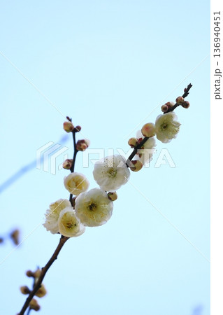 神社に咲く梅の花 136940451