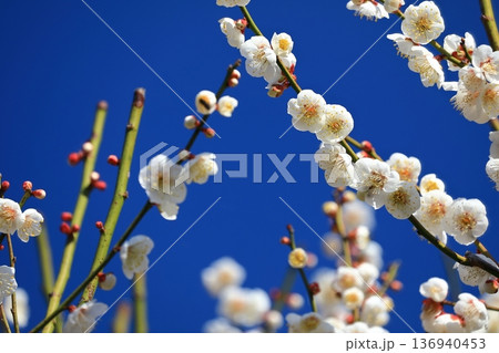 神社に咲く梅の花 神社に咲く梅の花 136940453