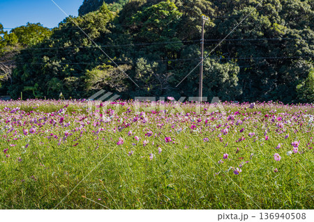 磐田市の向笠のコスモス畑の風景(静岡県) 136940508