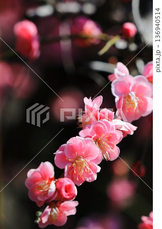神社に咲く梅の花 136940514