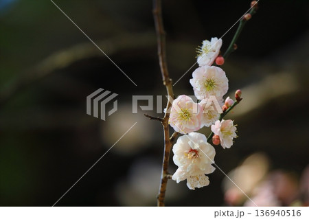 神社に咲く梅の花 神社に咲く梅の花 136940516