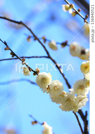 神社に咲く梅の花 136940521