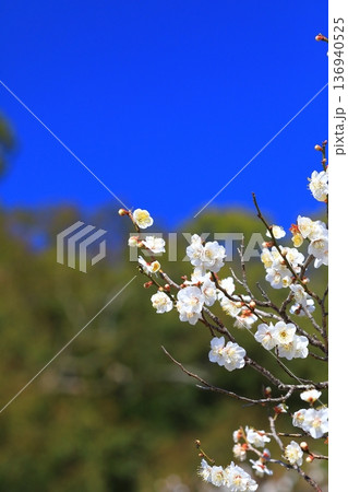 神社に咲く梅の花 136940525