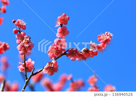 神社に咲く梅の花 136940528