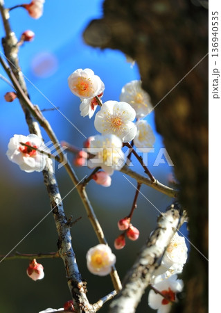 神社に咲く梅の花 神社に咲く梅の花 136940535