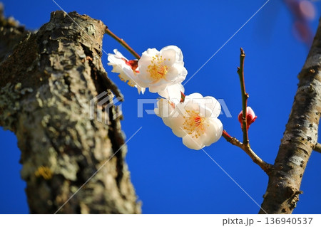 神社に咲く梅の花 神社に咲く梅の花 136940537