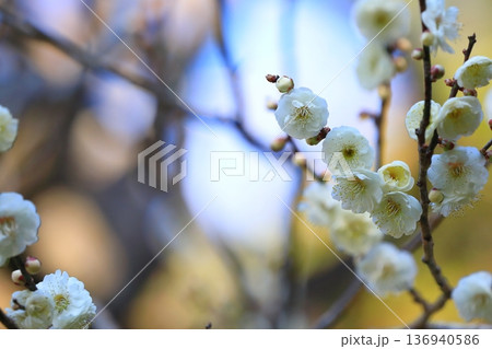神社に咲く梅の花 136940586