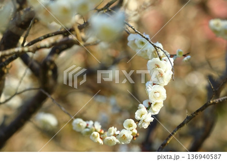 神社に咲く梅の花 136940587