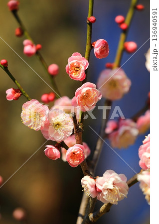 神社に咲く梅の花 136940591