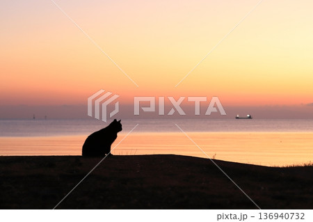 朝焼けの中の猫のシルエット 136940732